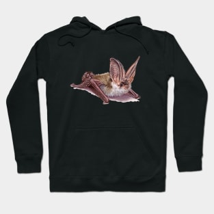 Grey long-eared bat Hoodie